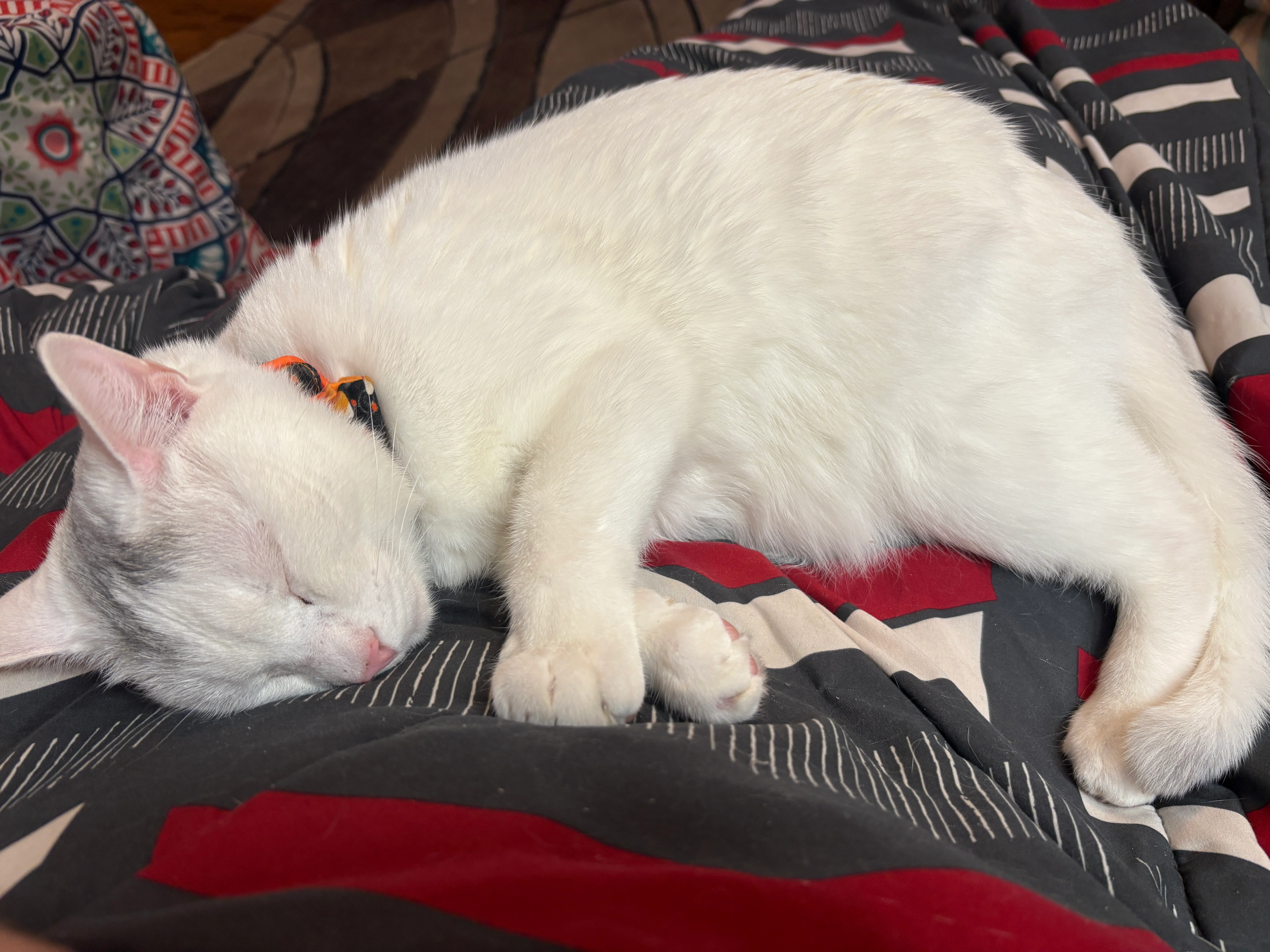 White cat with black head spot sleeping on a lap.